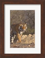 Royal Bengal Tiger On The Move, Ranthambhor National Park, India Fine Art Print