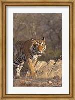 Royal Bengal Tiger On The Move, Ranthambhor National Park, India Fine Art Print