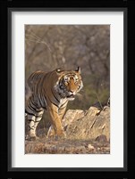 Royal Bengal Tiger On The Move, Ranthambhor National Park, India Fine Art Print