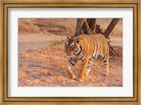 Royal Bengal Tiger, India Fine Art Print