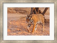 Royal Bengal Tiger, India Fine Art Print