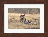 Royal Bengal Tiger resting, India Fine Art Print