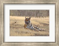Royal Bengal Tiger resting, India Fine Art Print
