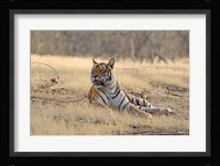 Royal Bengal Tiger resting, India Fine Art Print