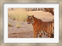 Royal Bengal Tiger, Ranthambhor National Park, India Fine Art Print