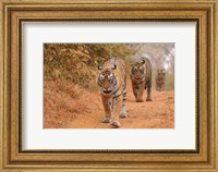Royal Bengal Tigers Along the Track, Ranthambhor National Park, India Fine Art Print