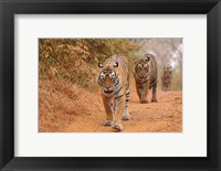 Royal Bengal Tigers Along the Track, Ranthambhor National Park, India Fine Art Print