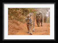 Royal Bengal Tigers Along the Track, Ranthambhor National Park, India Fine Art Print