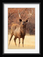 Sambar Stag in Dry Grassland, Ranthambhor National Park, India Fine Art Print
