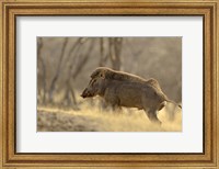 Wild Boar, Ranthambhor National Park, India Fine Art Print