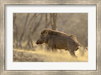Wild Boar, Ranthambhor National Park, India Fine Art Print