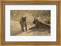 Young Royal Bengal Tiger, Ranthambhor National Park, India Fine Art Print