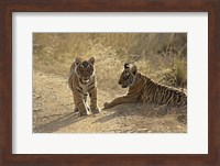 Young Royal Bengal Tiger, Ranthambhor National Park, India Fine Art Print