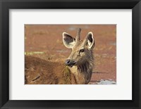 Young Sambar stag, Ranthambhor National Park, India Fine Art Print