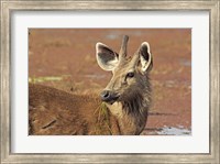 Young Sambar stag, Ranthambhor National Park, India Fine Art Print