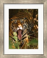 Bengal Tiger, Madhya Pradesh, Bandhavgarh, India Fine Art Print