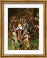 Bengal Tiger, Madhya Pradesh, Bandhavgarh, India Fine Art Print
