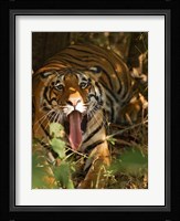 Bengal Tiger, Madhya Pradesh, Bandhavgarh, India Fine Art Print