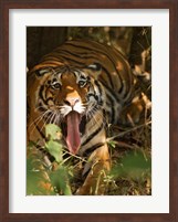 Bengal Tiger, Madhya Pradesh, Bandhavgarh, India Fine Art Print