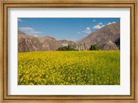 Mustard flowers and mountains in Alchi, Ladakh, India Fine Art Print
