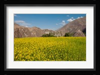 Mustard flowers and mountains in Alchi, Ladakh, India Fine Art Print
