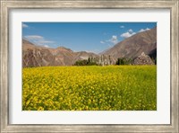 Mustard flowers and mountains in Alchi, Ladakh, India Fine Art Print