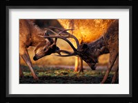 Barasingha, Khana National Park, India Fine Art Print