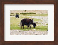 India, Jammu and Kashmir, Ladakh, yaks eating grass on a dry creek bed Fine Art Print