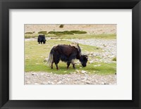 India, Jammu and Kashmir, Ladakh, yaks eating grass on a dry creek bed Fine Art Print