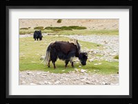 India, Jammu and Kashmir, Ladakh, yaks eating grass on a dry creek bed Fine Art Print