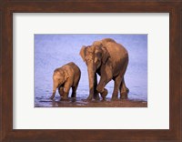 Pair of Asian Elephants, Nagarhole National Park, India Fine Art Print