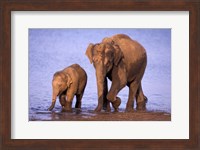Pair of Asian Elephants, Nagarhole National Park, India Fine Art Print