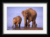 Pair of Asian Elephants, Nagarhole National Park, India Fine Art Print
