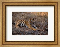 Tiger in Ranthambore National Park, India Fine Art Print