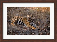 Tiger in Ranthambore National Park, India Fine Art Print