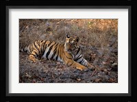 Tiger in Ranthambore National Park, India Fine Art Print