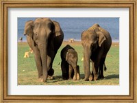 Asian Elephant Family, Nagarhole National Park, India Fine Art Print