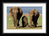 Asian Elephant Family, Nagarhole National Park, India Fine Art Print