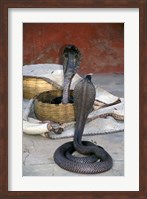 Snake Charming, Oris, India Fine Art Print