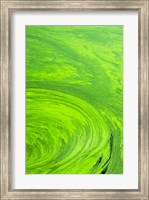 Algae on water, Indhar Lake, Udaipur, Rajasthan, India Fine Art Print