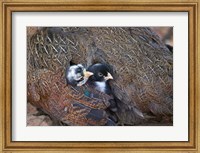 Mother hen guarding two little chicks, Orissa, India Fine Art Print