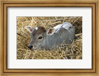 Baby Calf, Cow, Farm Animal, Orissa, India Fine Art Print