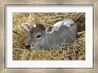 Baby Calf, Cow, Farm Animal, Orissa, India Fine Art Print