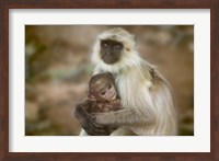 Black-Face Langur Mother and Baby, Ranthambore National Park, Rajasthan, India Fine Art Print
