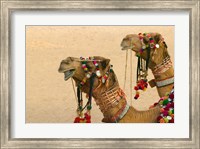 Decorated Camel in the Thar Desert, Jaisalmer, Rajasthan, India Fine Art Print