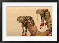 Decorated Camel in the Thar Desert, Jaisalmer, Rajasthan, India Fine Art Print