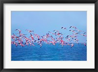 Lesser Flamingo tropical bird, Lake Chilka, Barkul, Orissa Fine Art Print