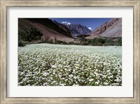 India, Ladakh, Suru, White flower blooms Fine Art Print
