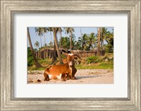Goa, India. A lazy cow resting on Vagator Beach Fine Art Print