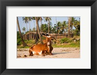 Goa, India. A lazy cow resting on Vagator Beach Fine Art Print